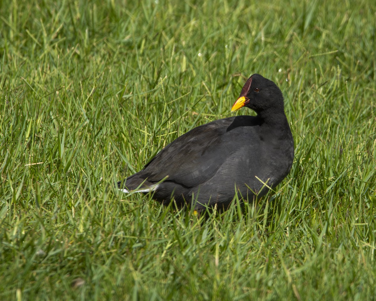 Red-fronted Coot - Caio Osoegawa