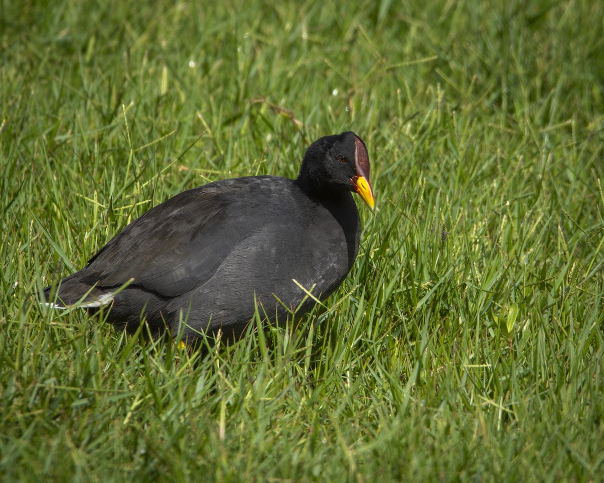 Red-fronted Coot - Caio Osoegawa
