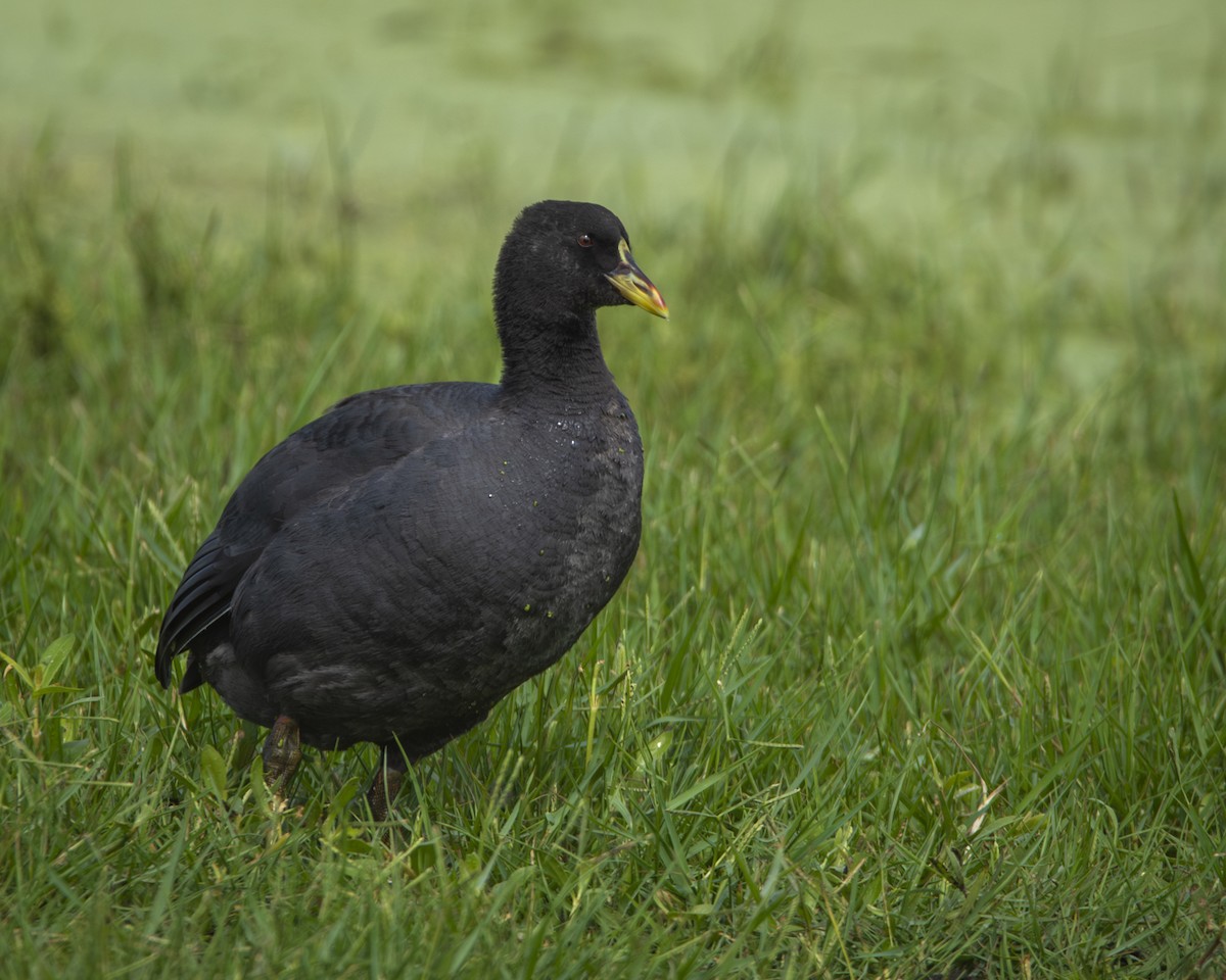 Red-gartered Coot - Caio Osoegawa