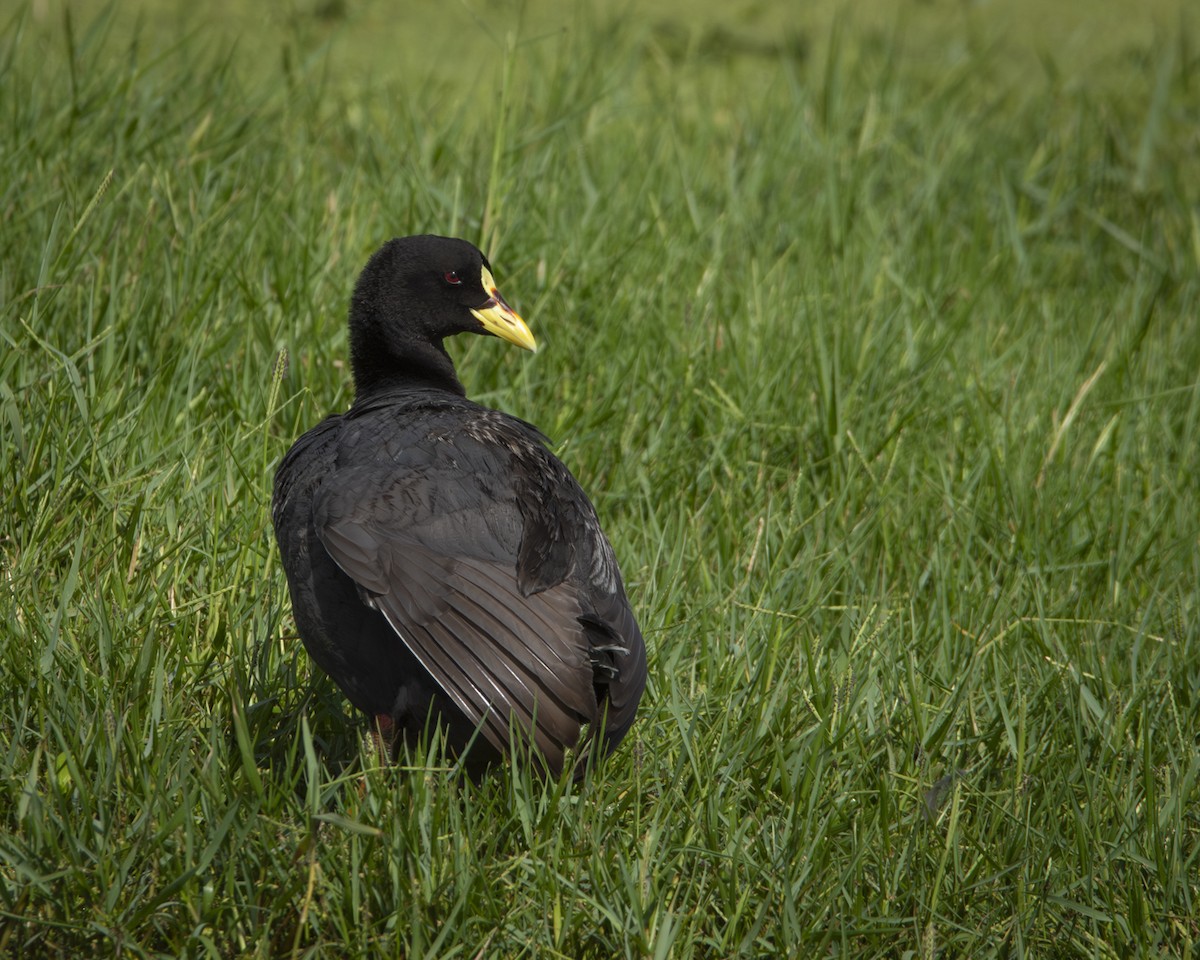 Red-gartered Coot - Caio Osoegawa