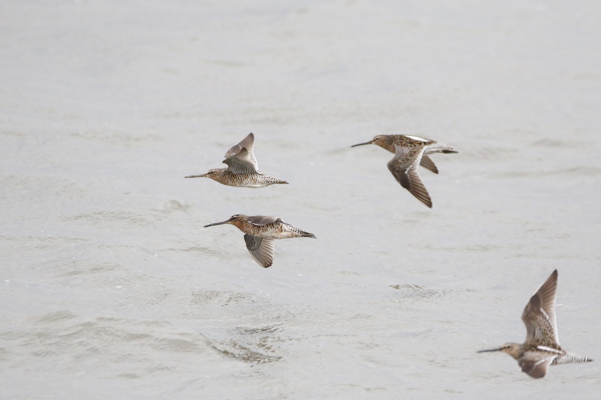 Short-billed Dowitcher - Melissa Ludwig