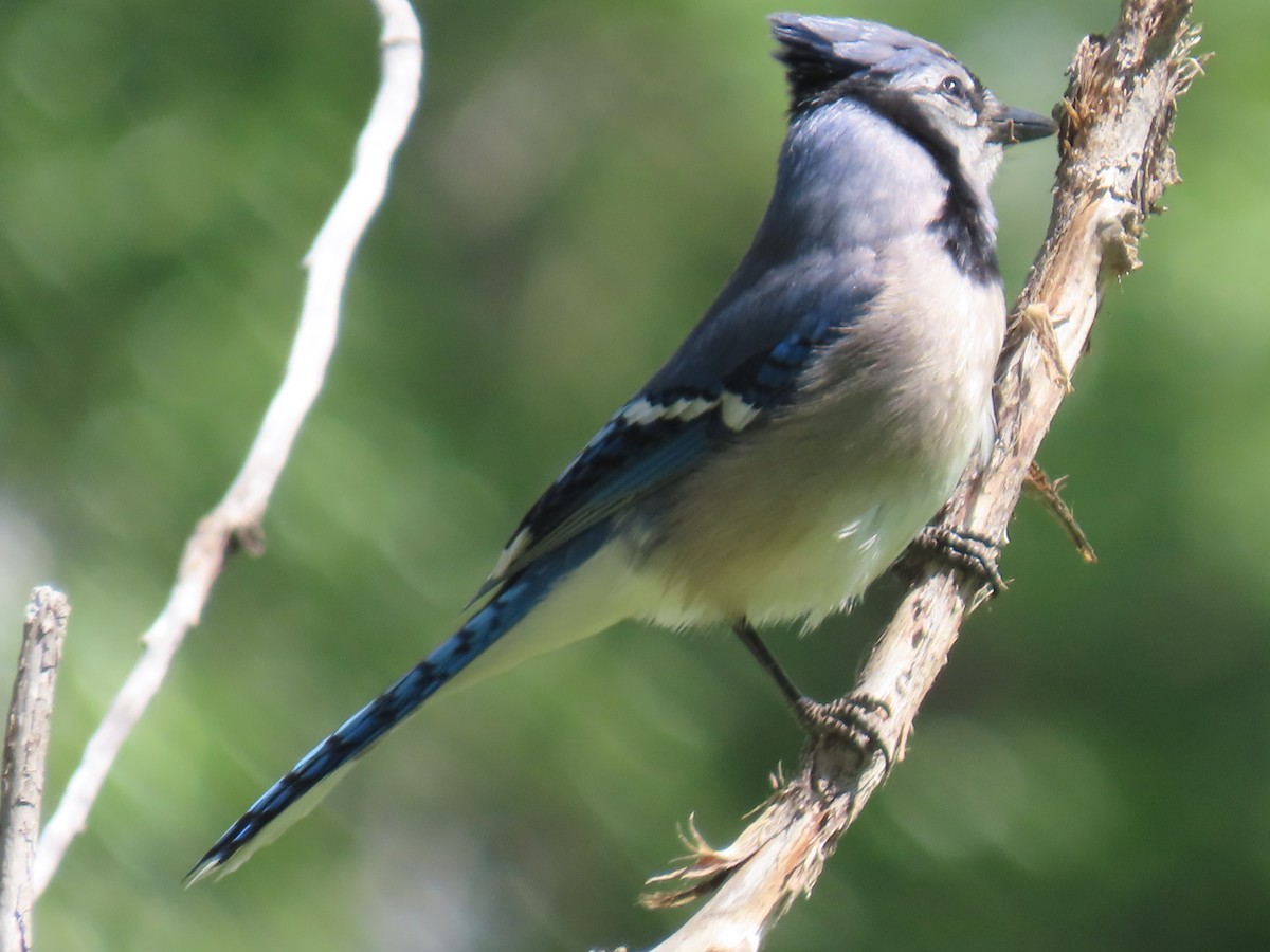 Blue Jay - Katherine Holland