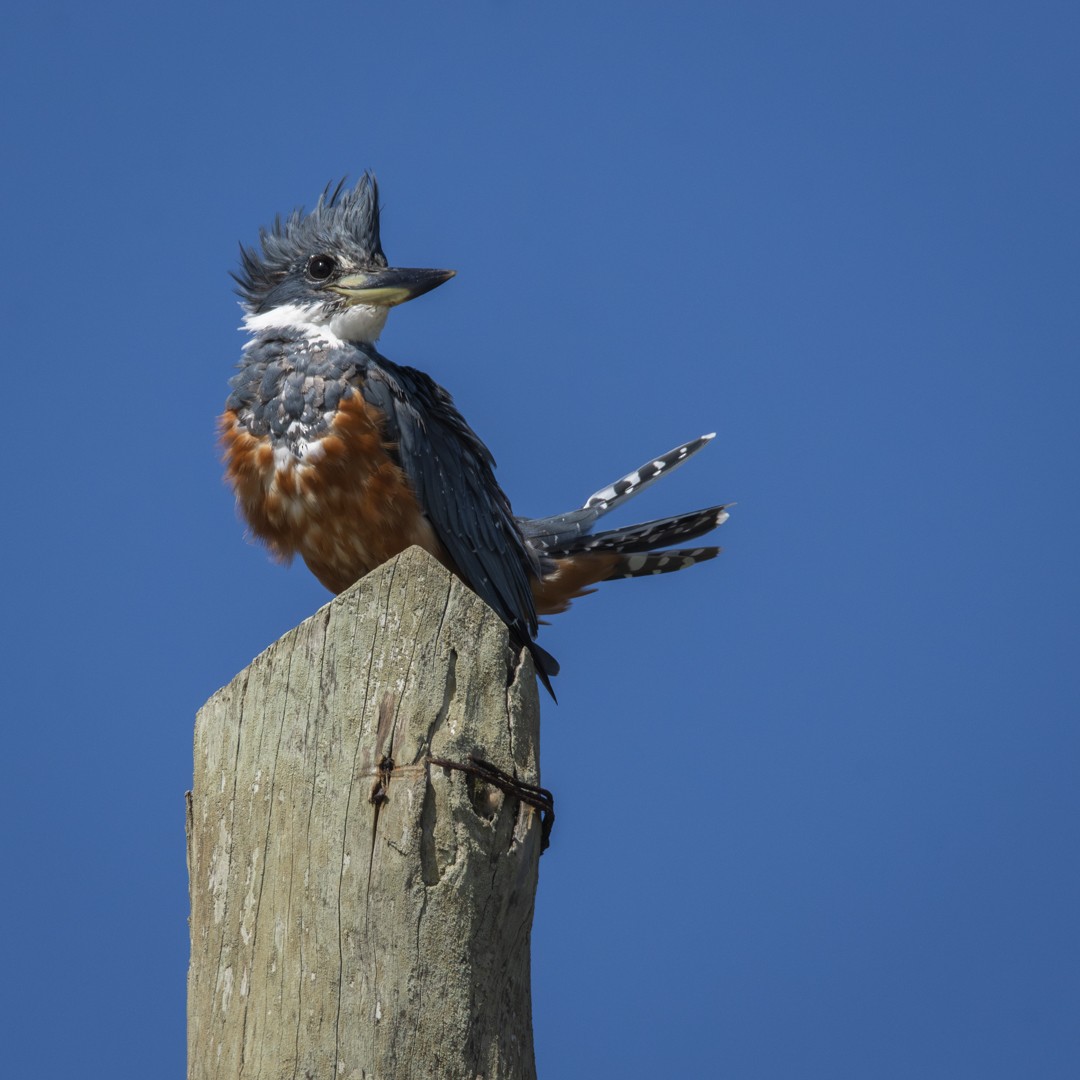 Ringed Kingfisher - ML619449488