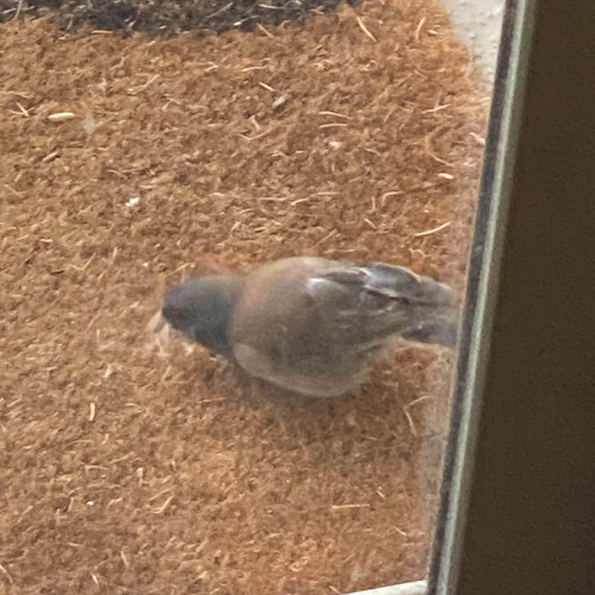 Dark-eyed Junco - Doug Shaw