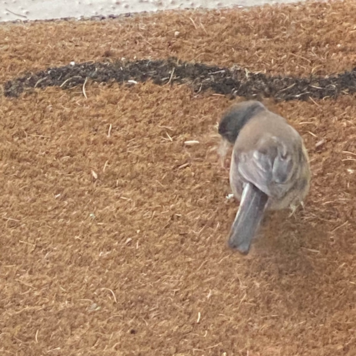 Dark-eyed Junco - Doug Shaw