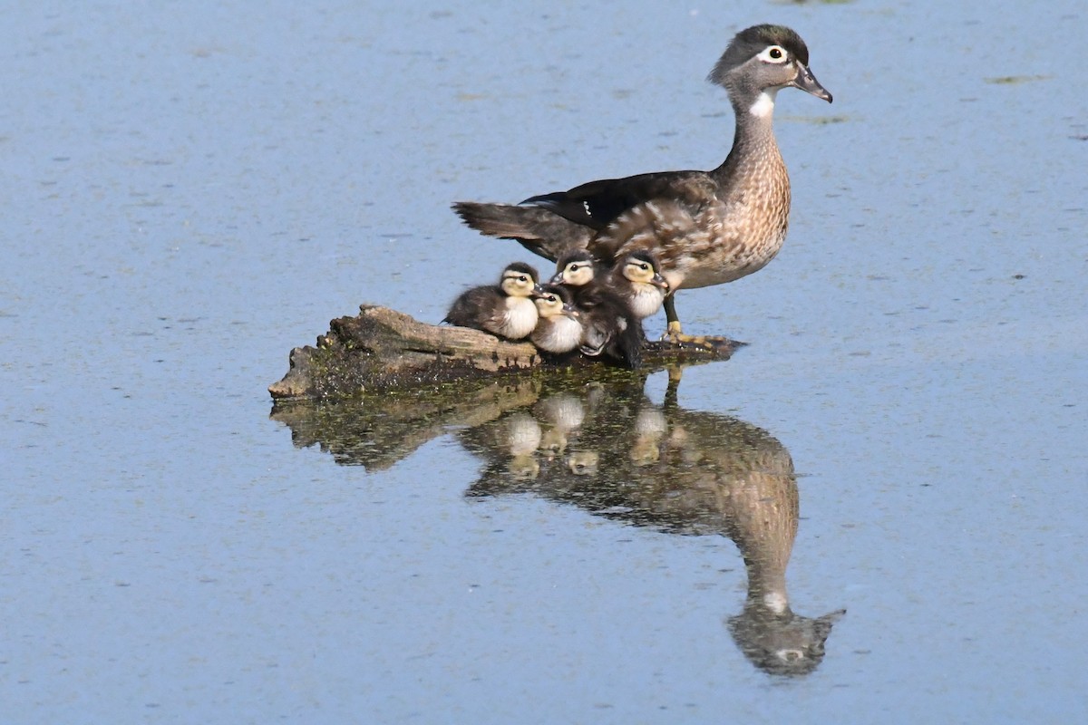 Wood Duck - ML619449498