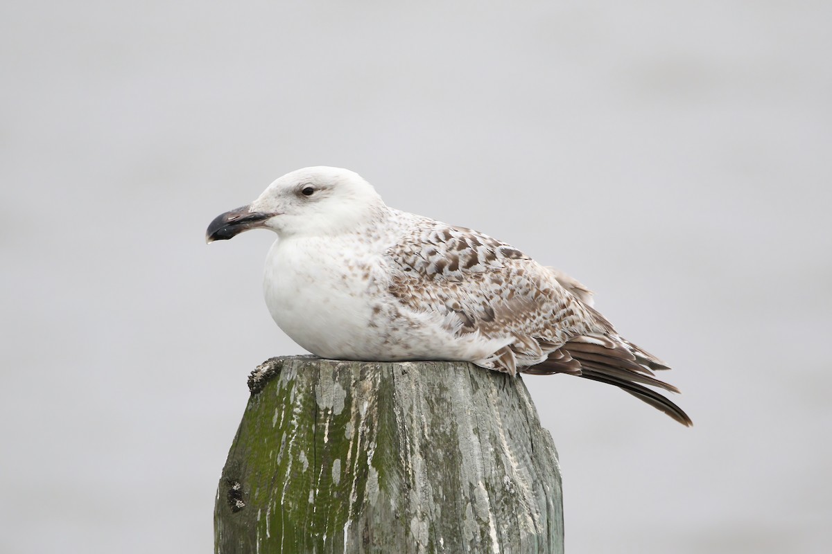 Great Black-backed Gull - Melissa Ludwig