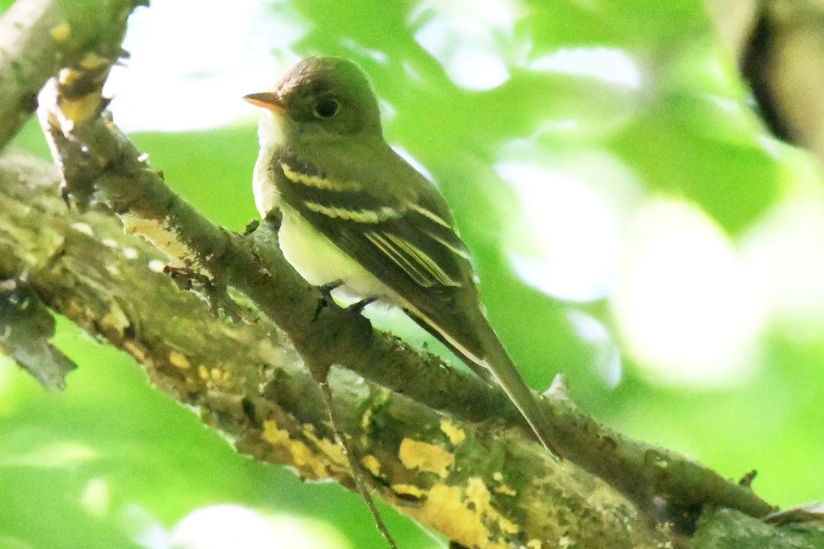 Acadian Flycatcher - Laura Bakken