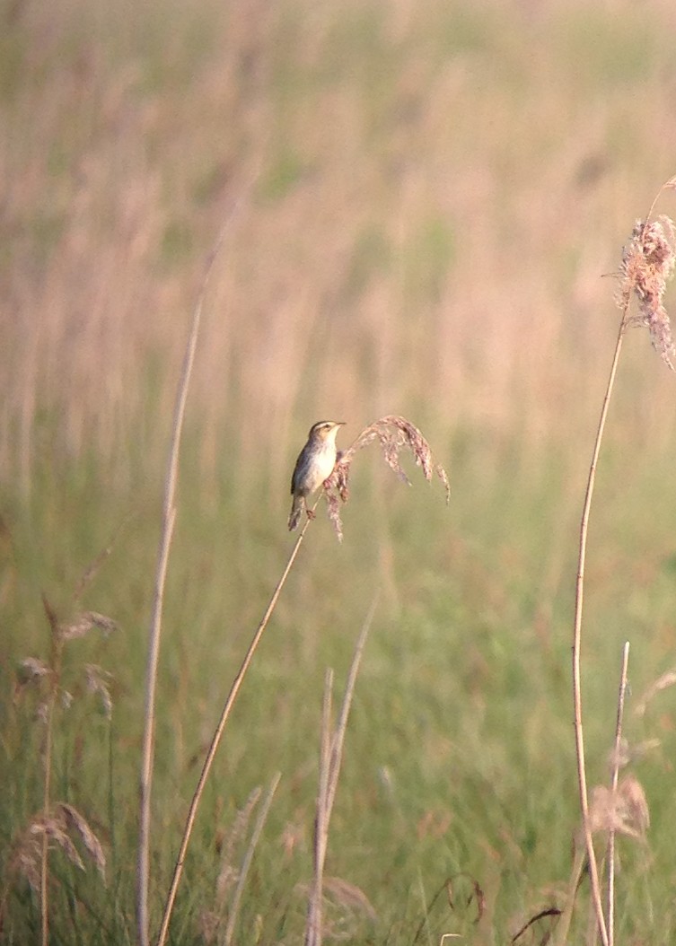 Aquatic Warbler - ML619449506