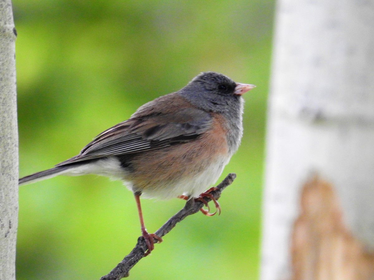 Dark-eyed Junco - ML61944951