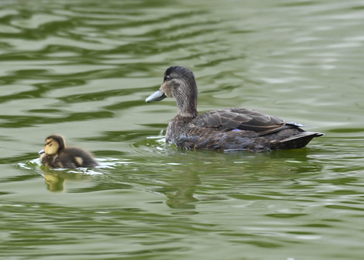 American Black Duck - Joanne Dial