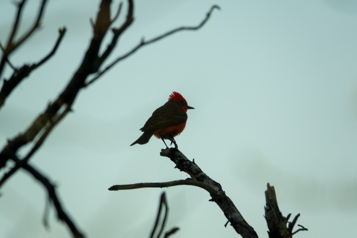 Vermilion Flycatcher - Greg Halbach