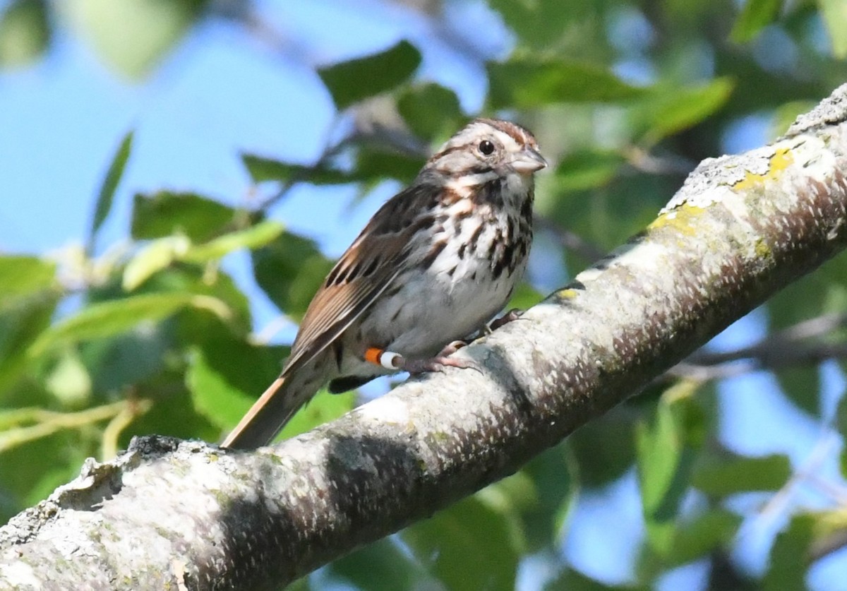 Song Sparrow - ML619449517