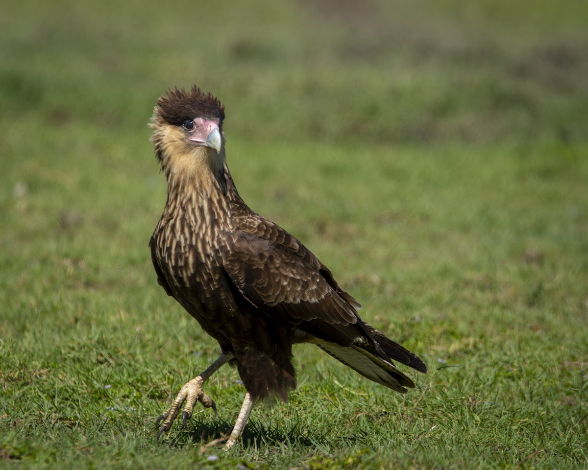 Crested Caracara - Caio Osoegawa