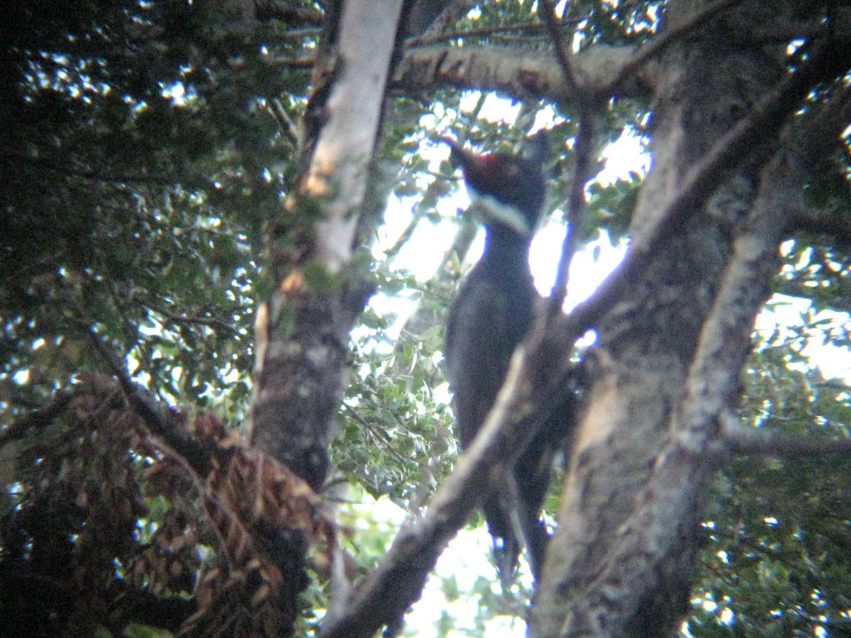 Magellanic Woodpecker - Bob Hargis