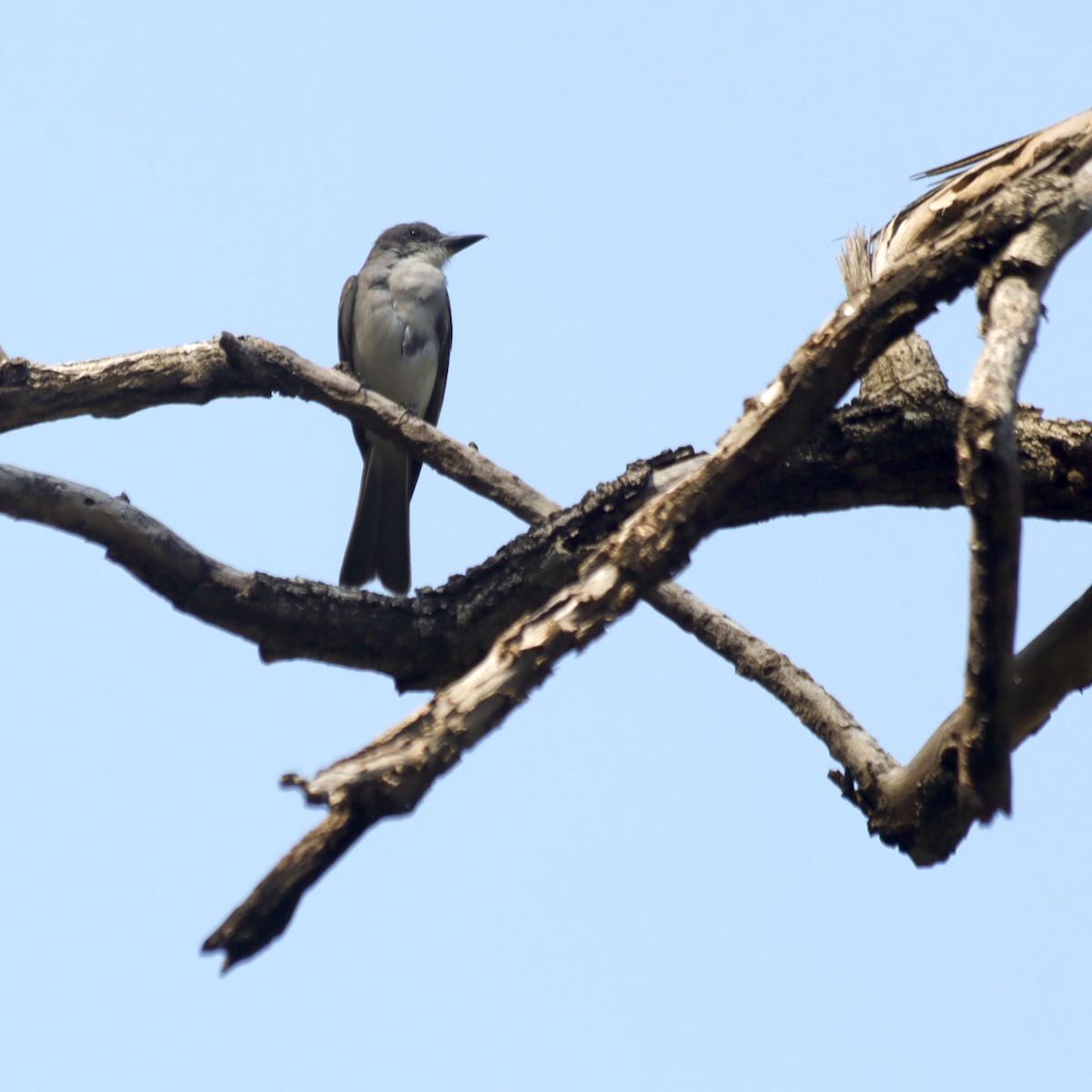 Gray Kingbird - Michel M.Izquierdo