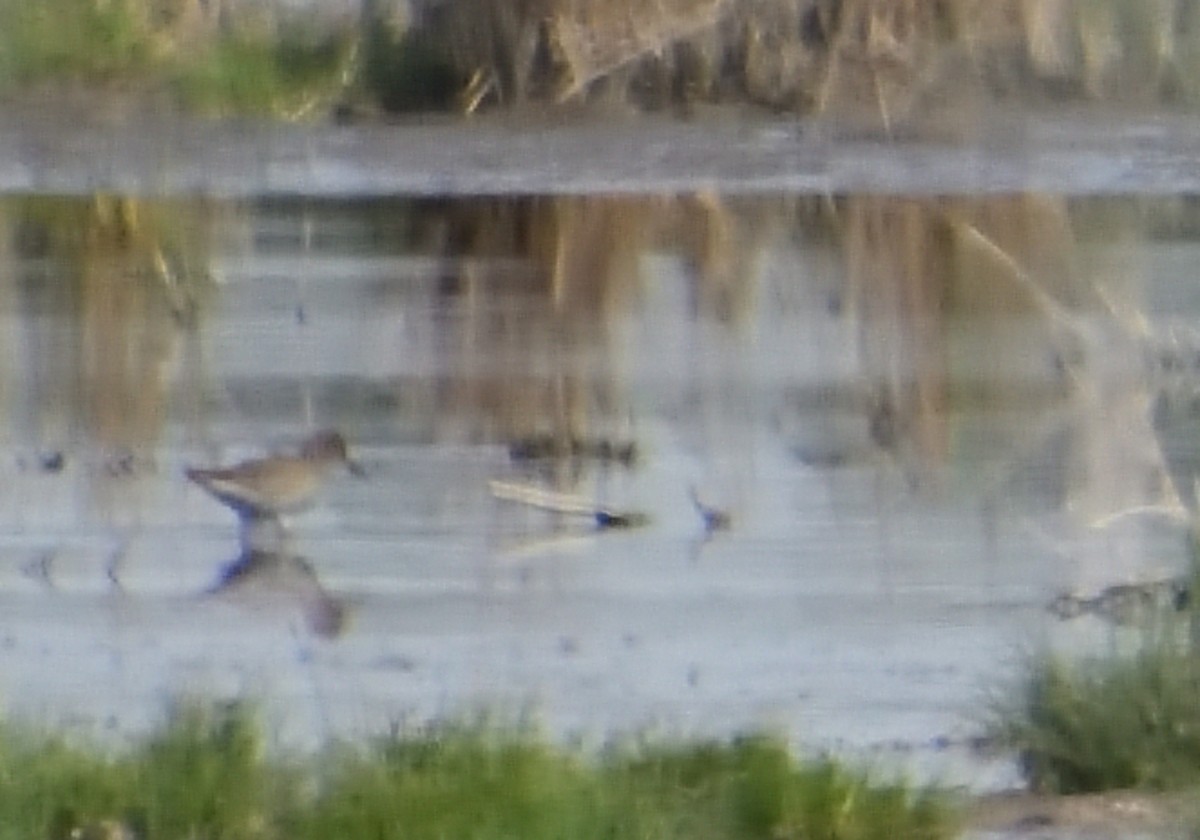 Common Sandpiper - Mu Sano