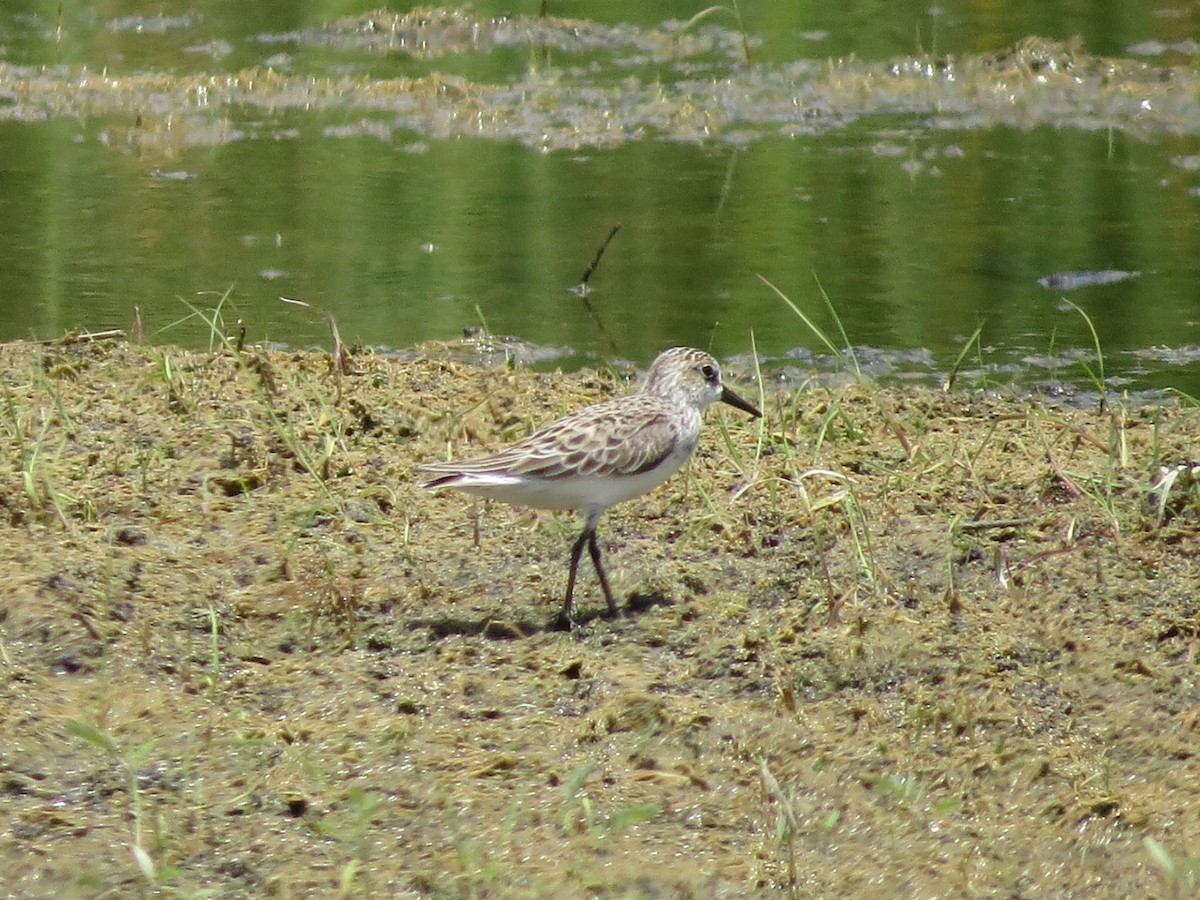 Semipalmated Sandpiper - Douglas Richard