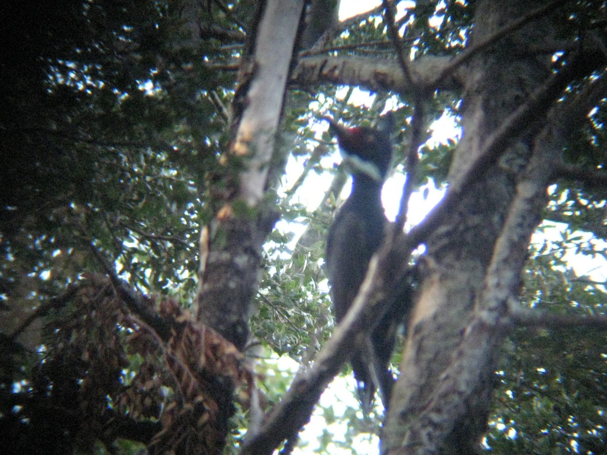 Magellanic Woodpecker - Bob Hargis