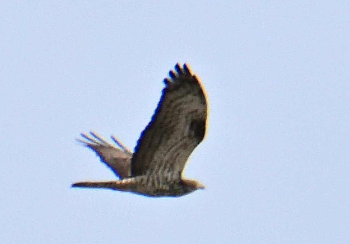 European Honey-buzzard - ML619449551