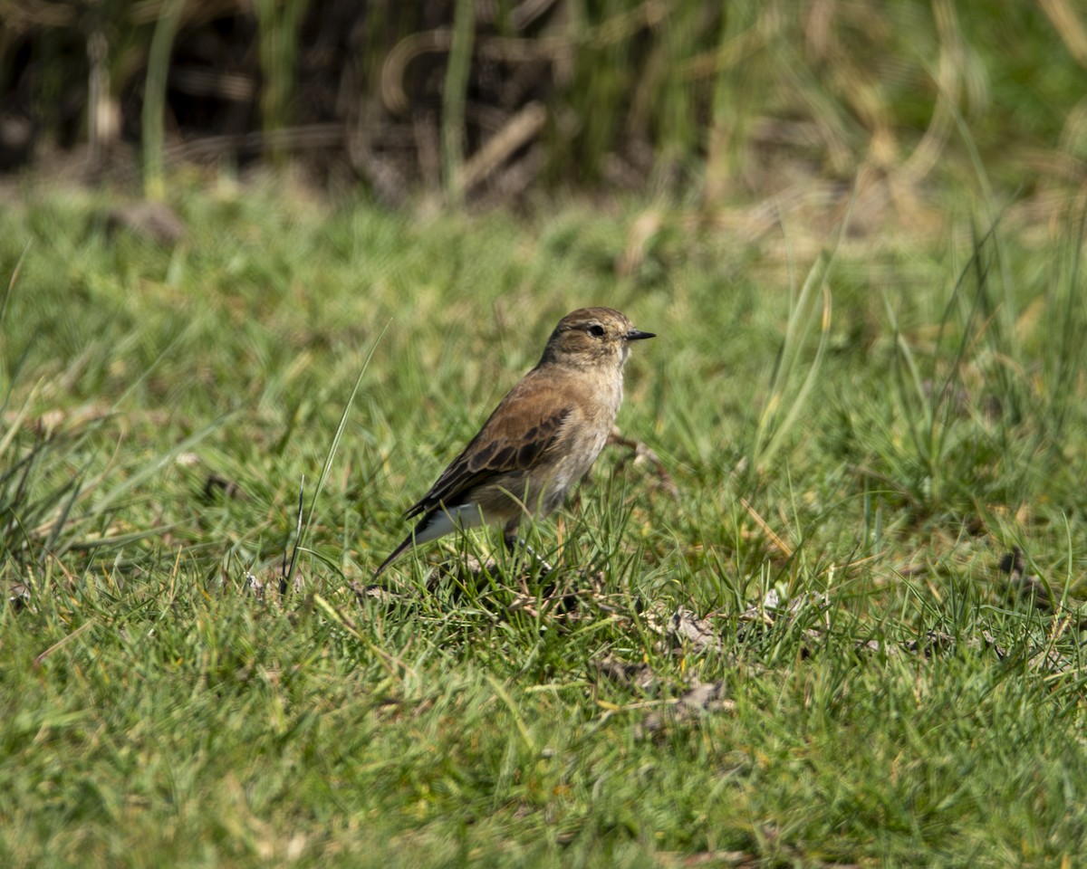 Patagoniensporntyrann - ML619449552