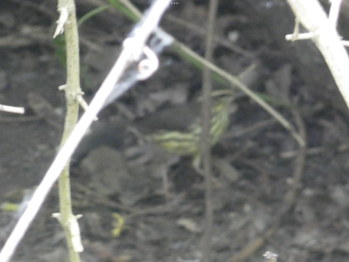 Northern Waterthrush - Carolyn Sanders