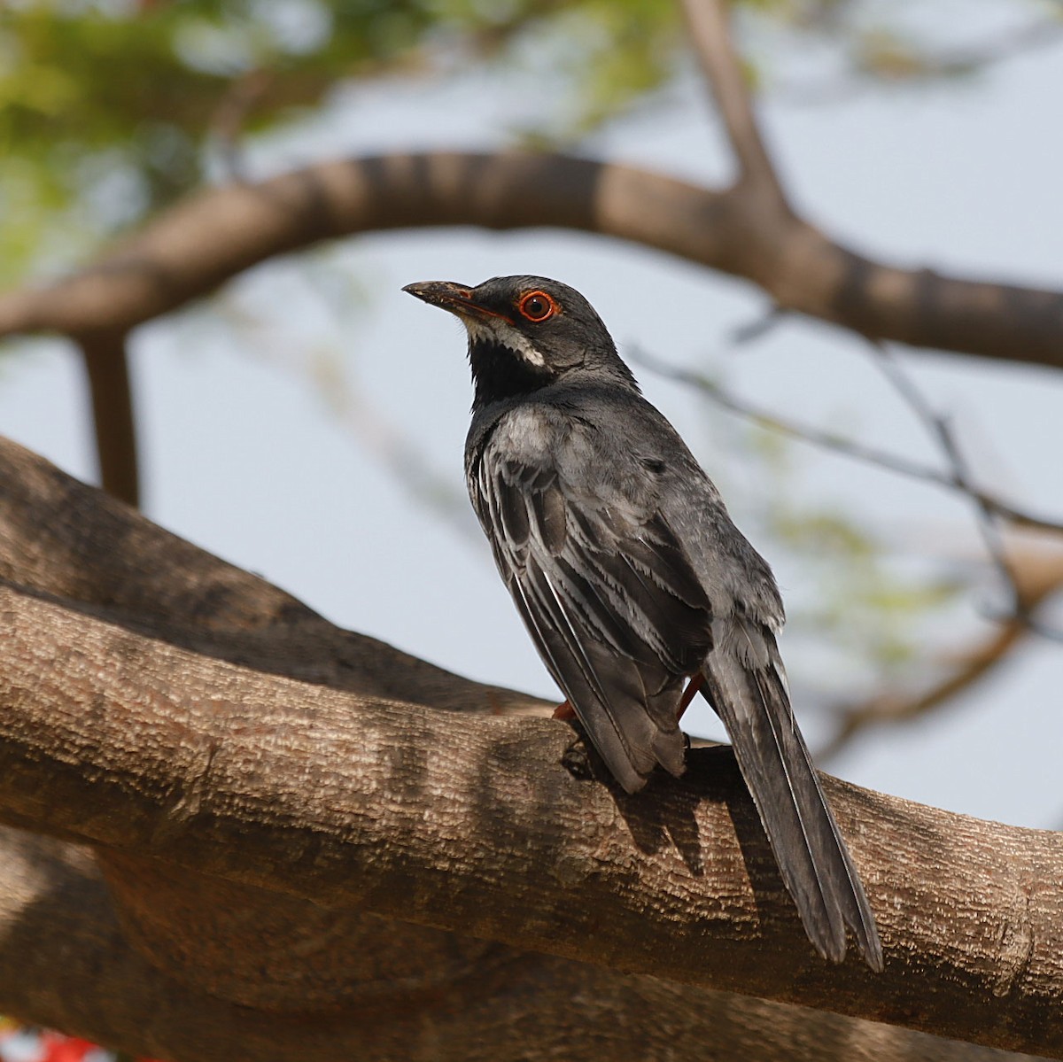 Red-legged Thrush - Michel M.Izquierdo