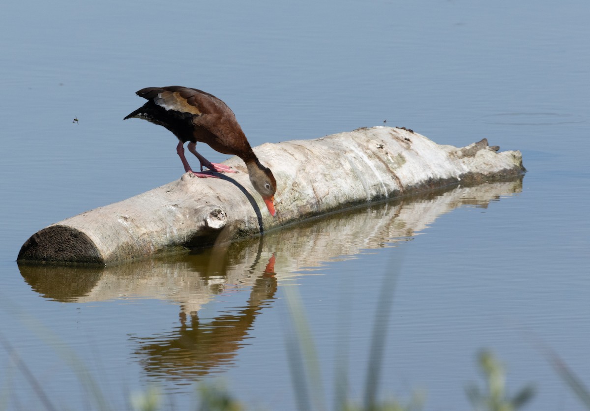 Dendrocygne à ventre noir - ML619449566