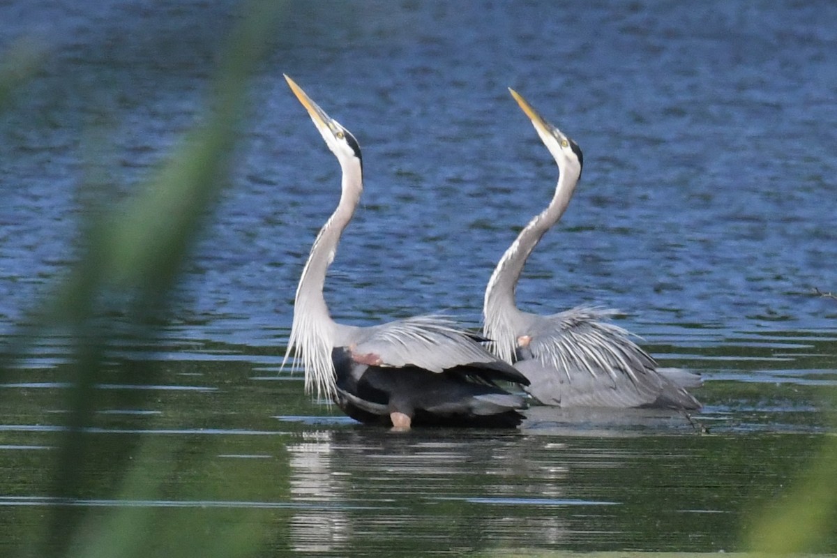 Great Blue Heron - ML619449570