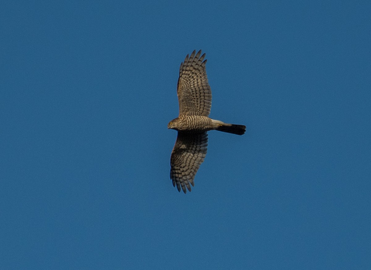 Eurasian Sparrowhawk - Theo de Clermont