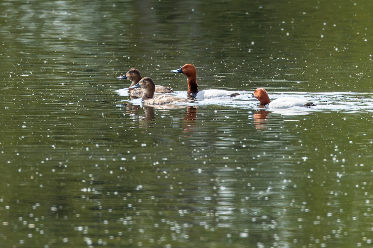 Common Pochard - Gabi Uhrova