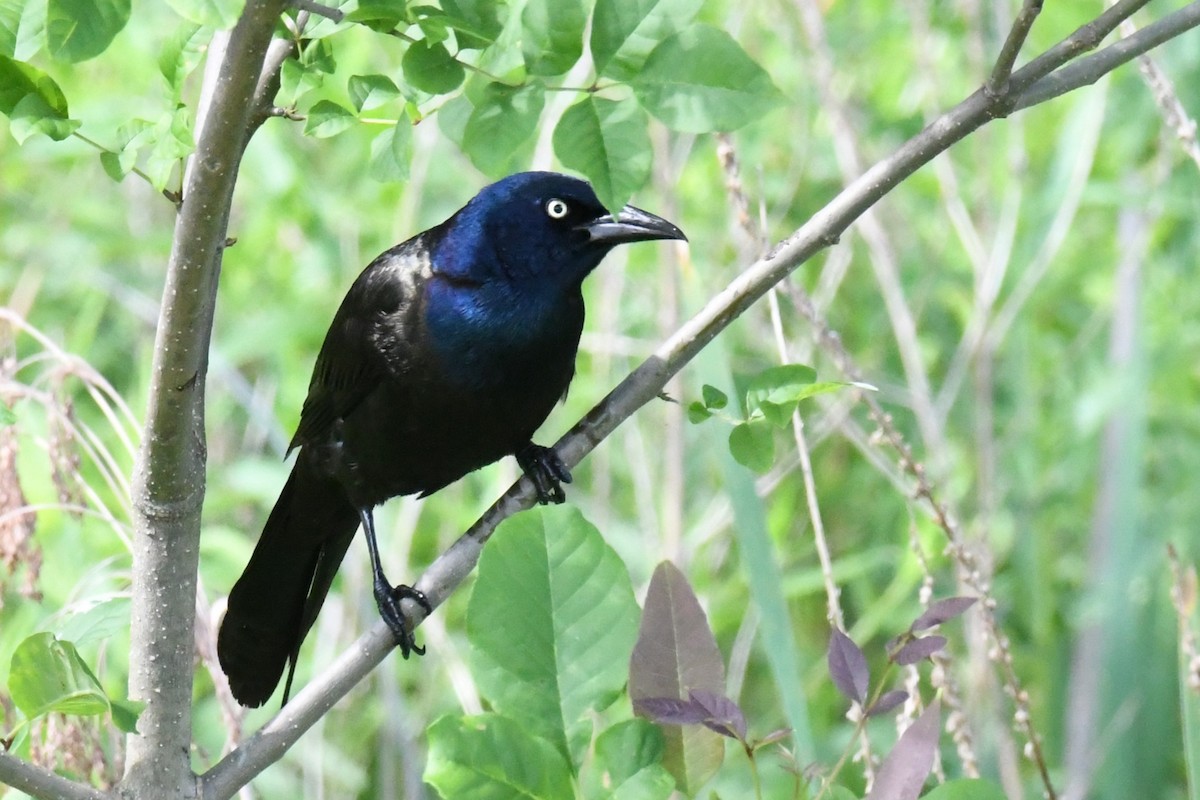 Common Grackle - ML619449579