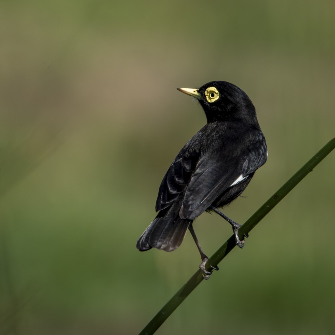 Spectacled Tyrant - ML619449581