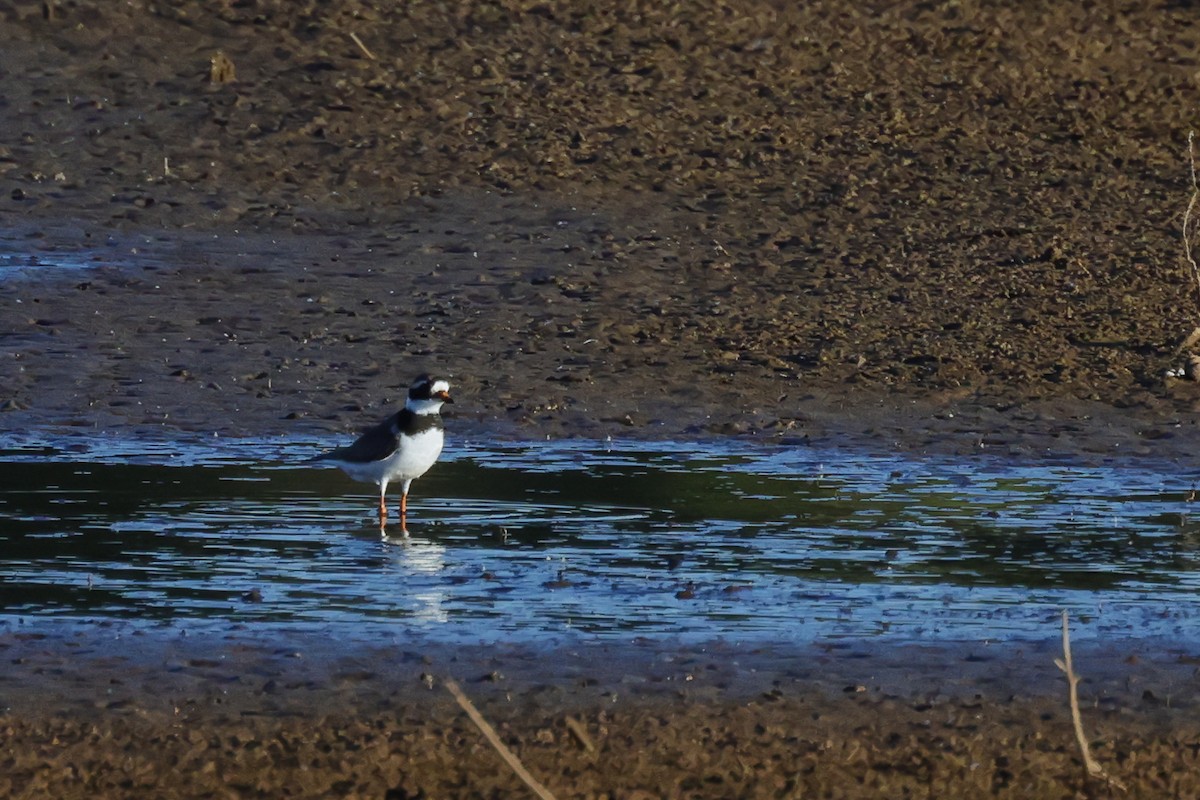 Common Ringed Plover - Yaroslav Nikitin