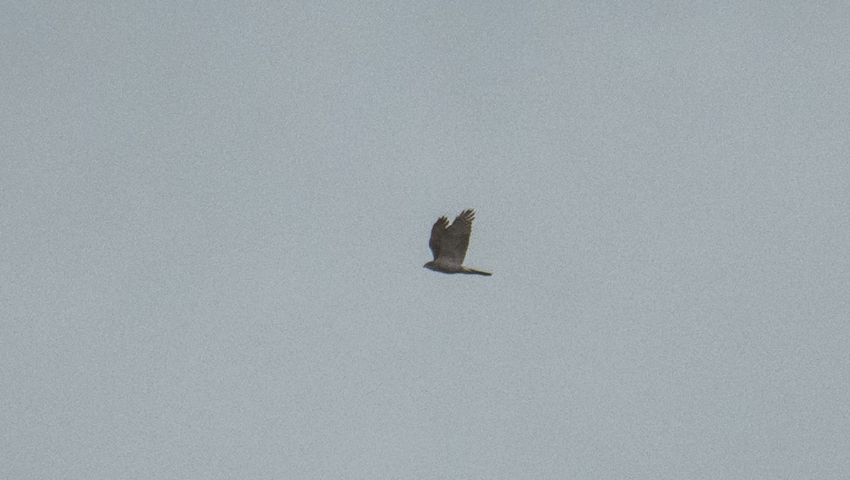 Eurasian Goshawk - Theo de Clermont