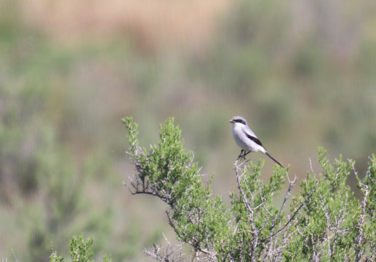 Loggerhead Shrike - BARBARA Muenchau