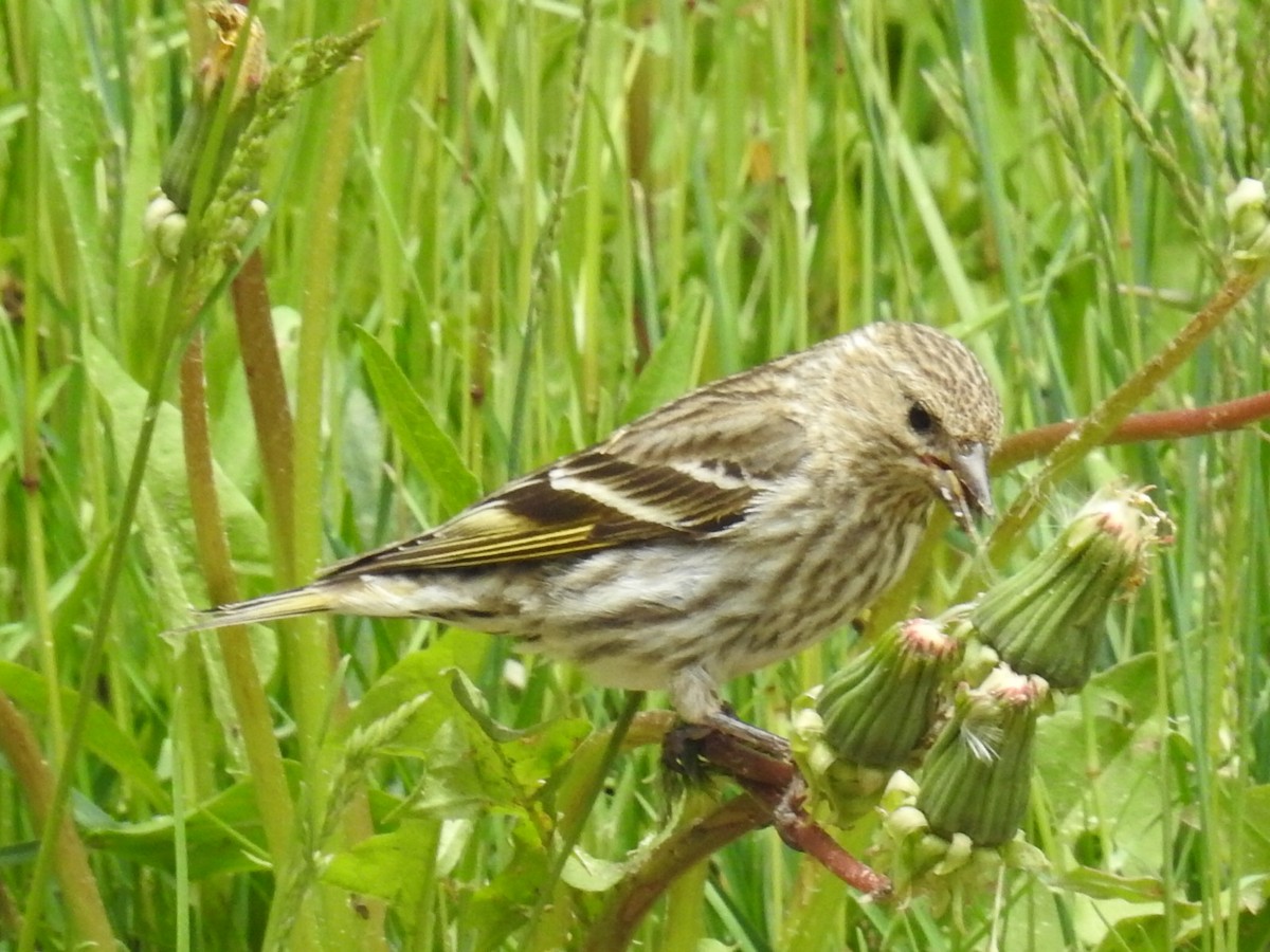 Pine Siskin - ML61944961