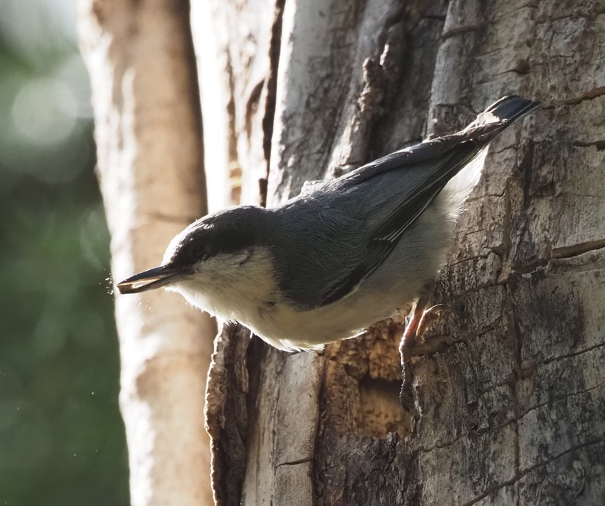 Pygmy Nuthatch - Leif Saul