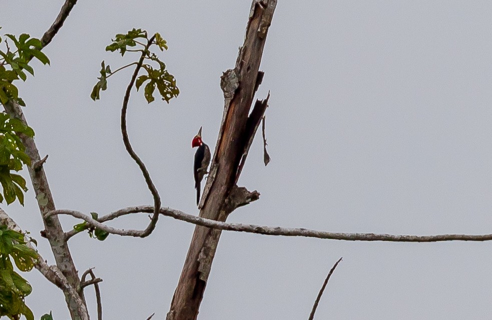 Lineated Woodpecker - Andrew Cauldwell