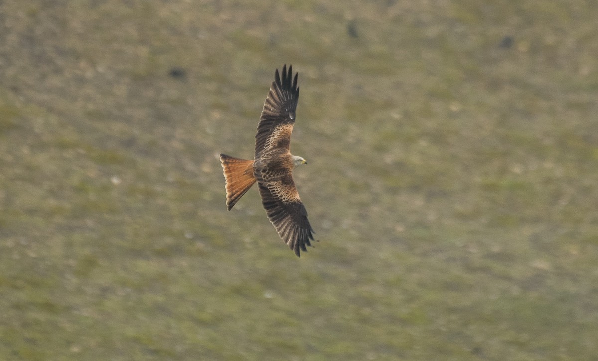 Red Kite - Theo de Clermont