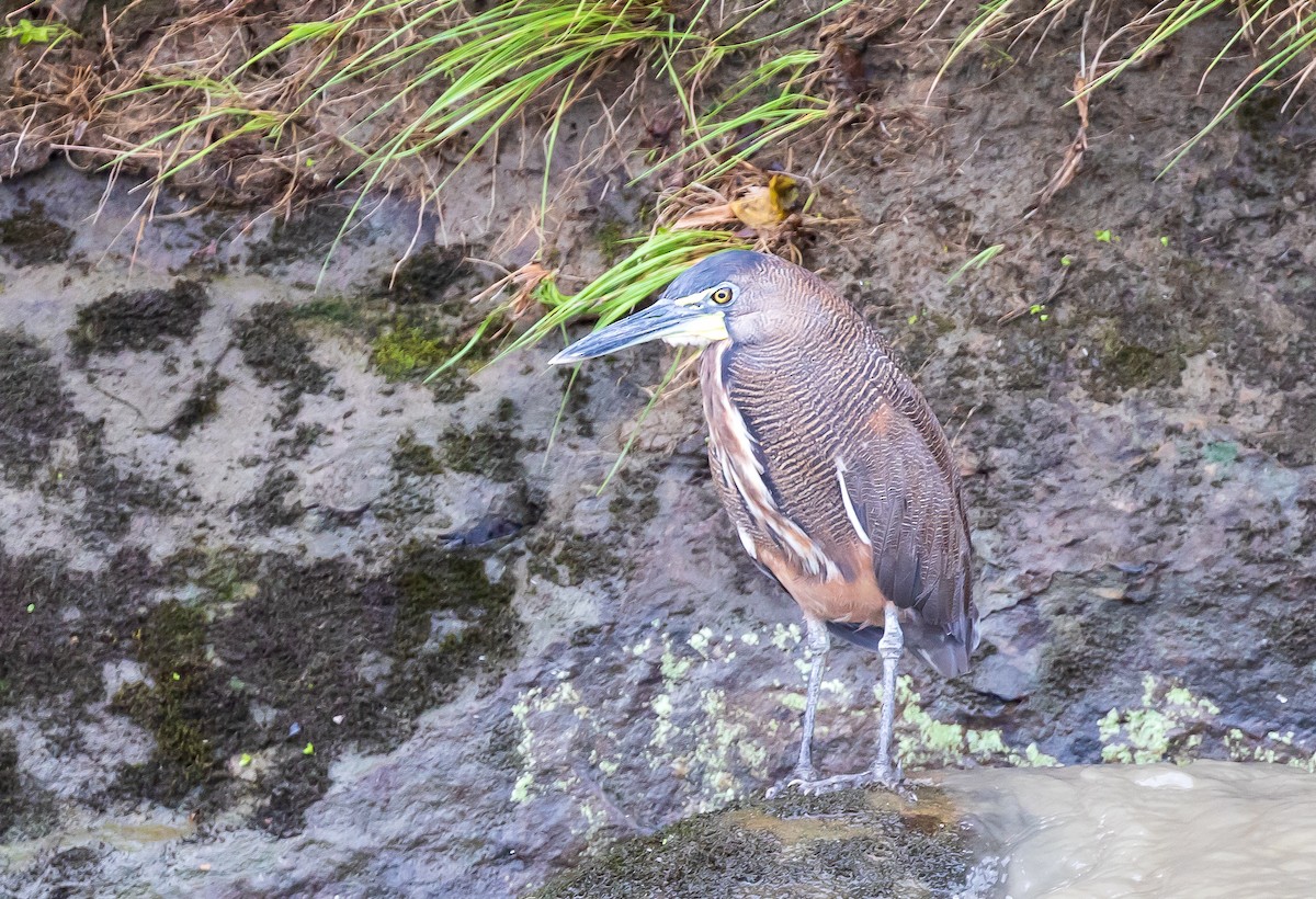 Fasciated Tiger-Heron - Andrew Cauldwell