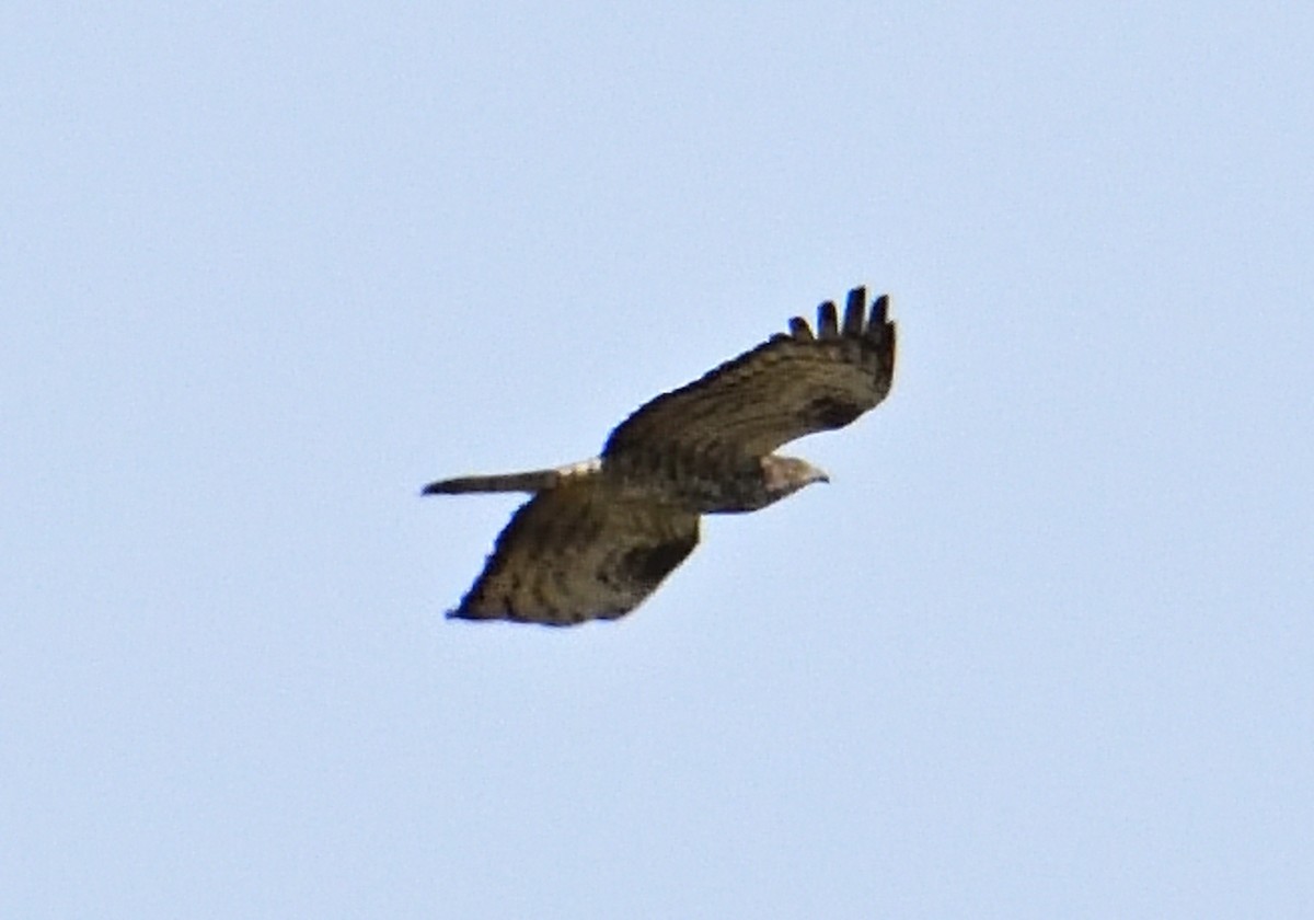 European Honey-buzzard - Mu Sano