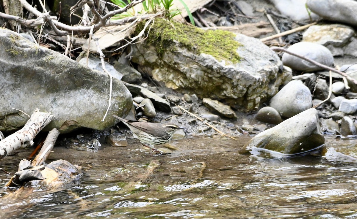 Northern Waterthrush - Yves Morin