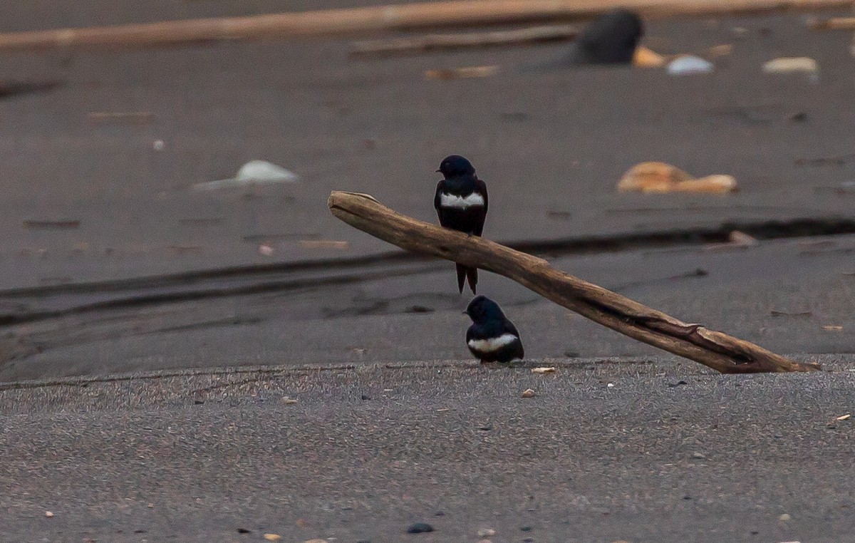 White-banded Swallow - Andrew Cauldwell