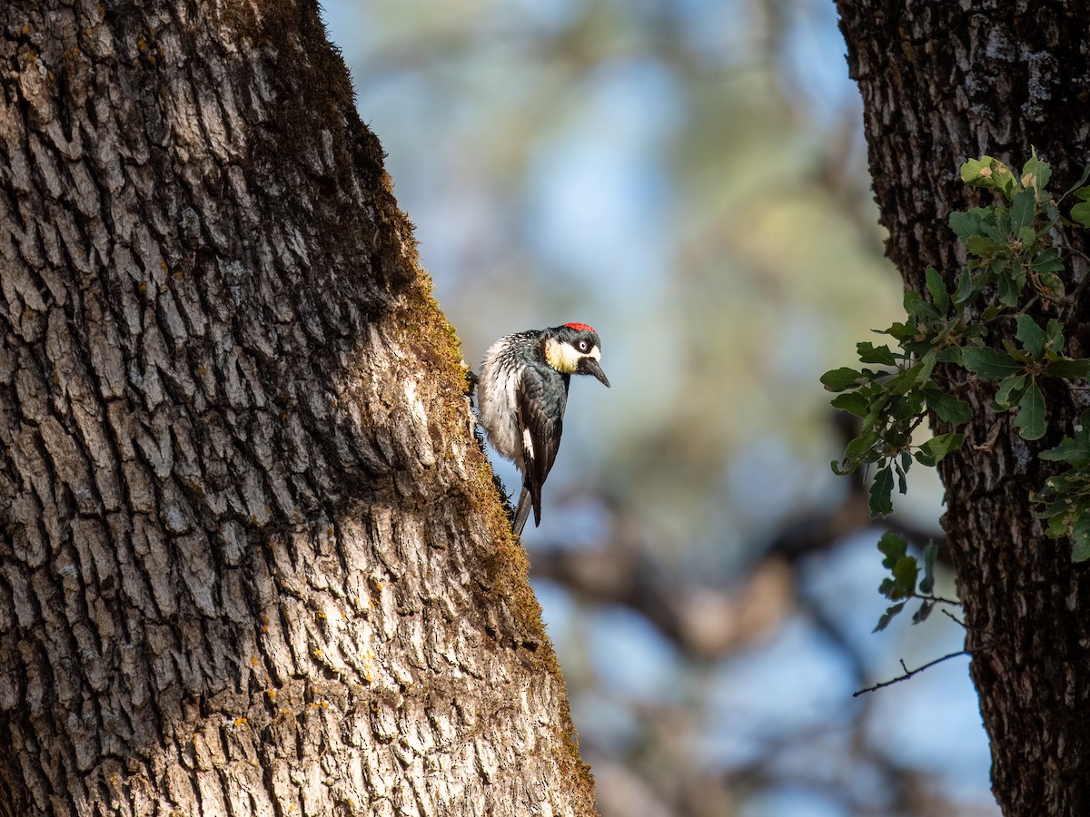 Acorn Woodpecker - Tony Doty