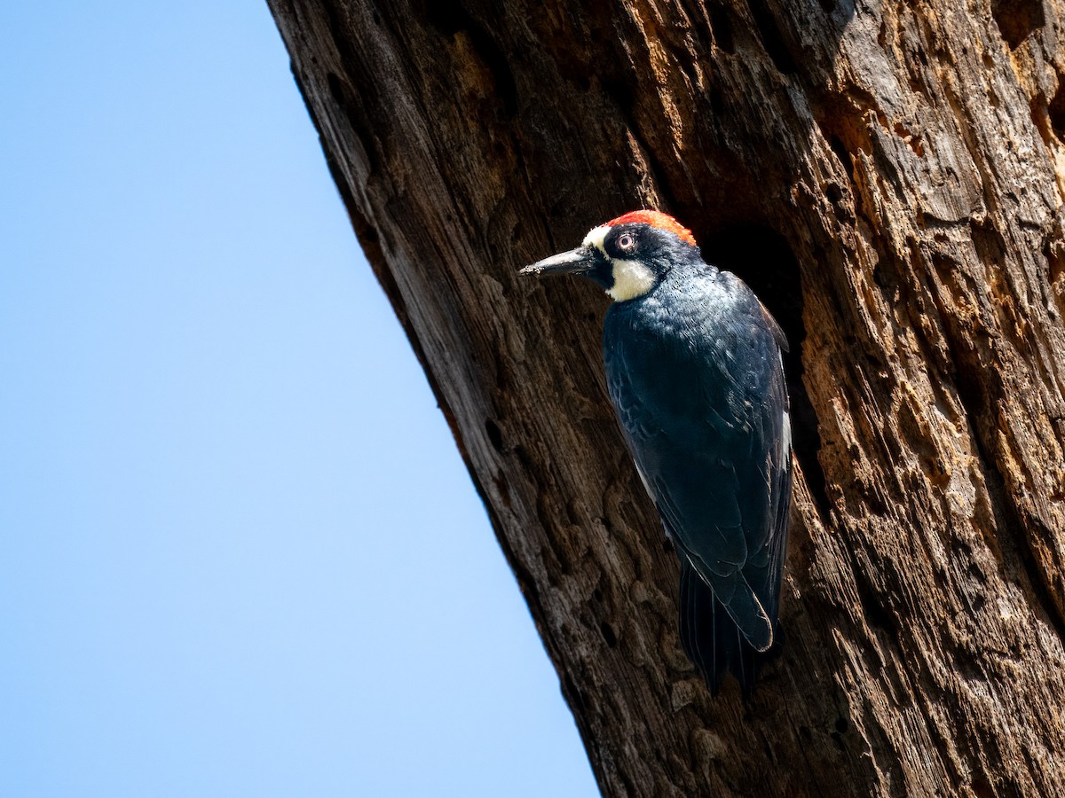 Acorn Woodpecker - Tony Doty