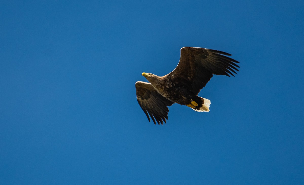 White-tailed Eagle - Theo de Clermont