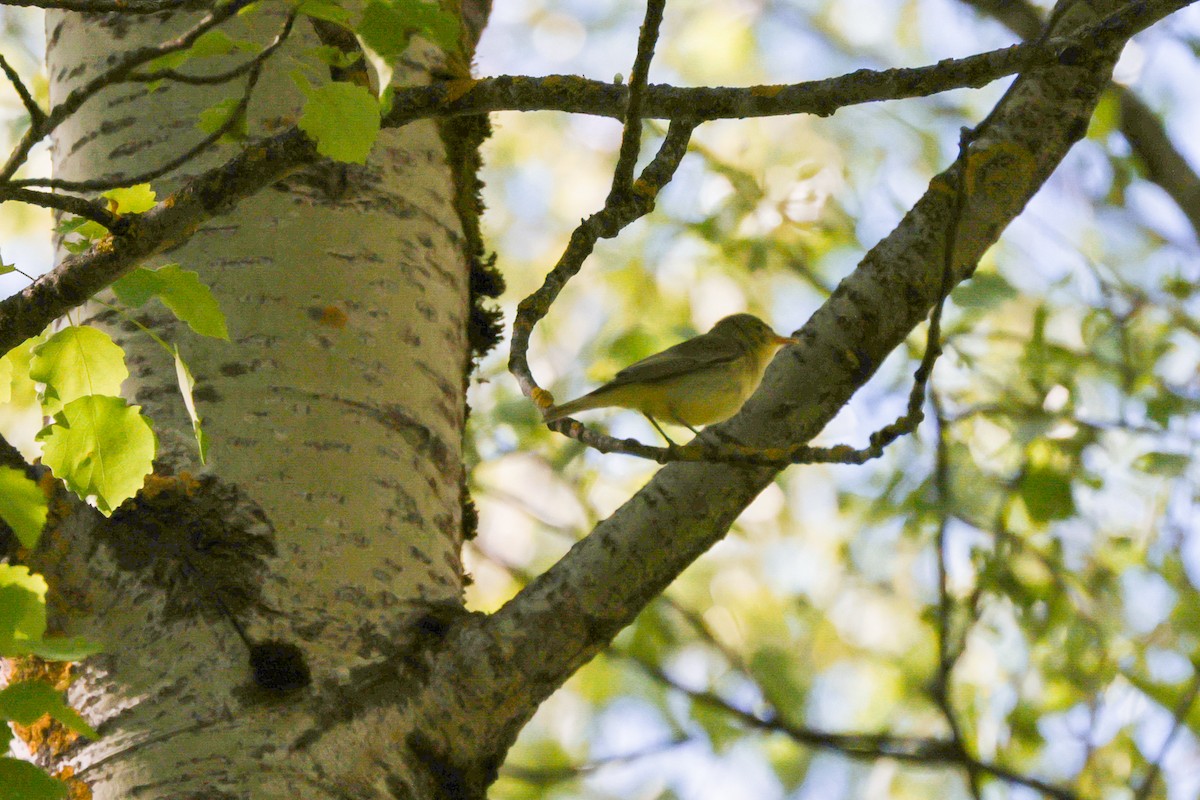 Icterine Warbler - Yaroslav Nikitin