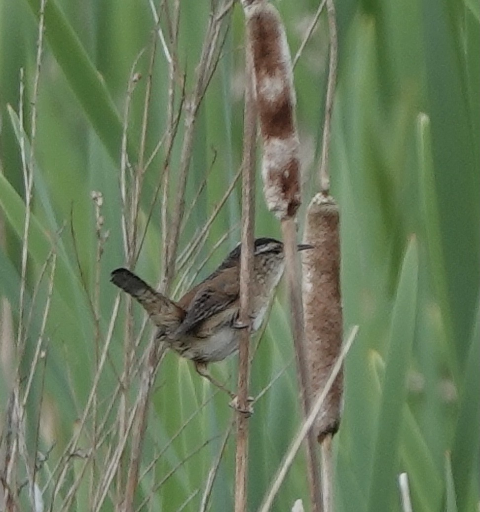 Marsh Wren - ML619449671