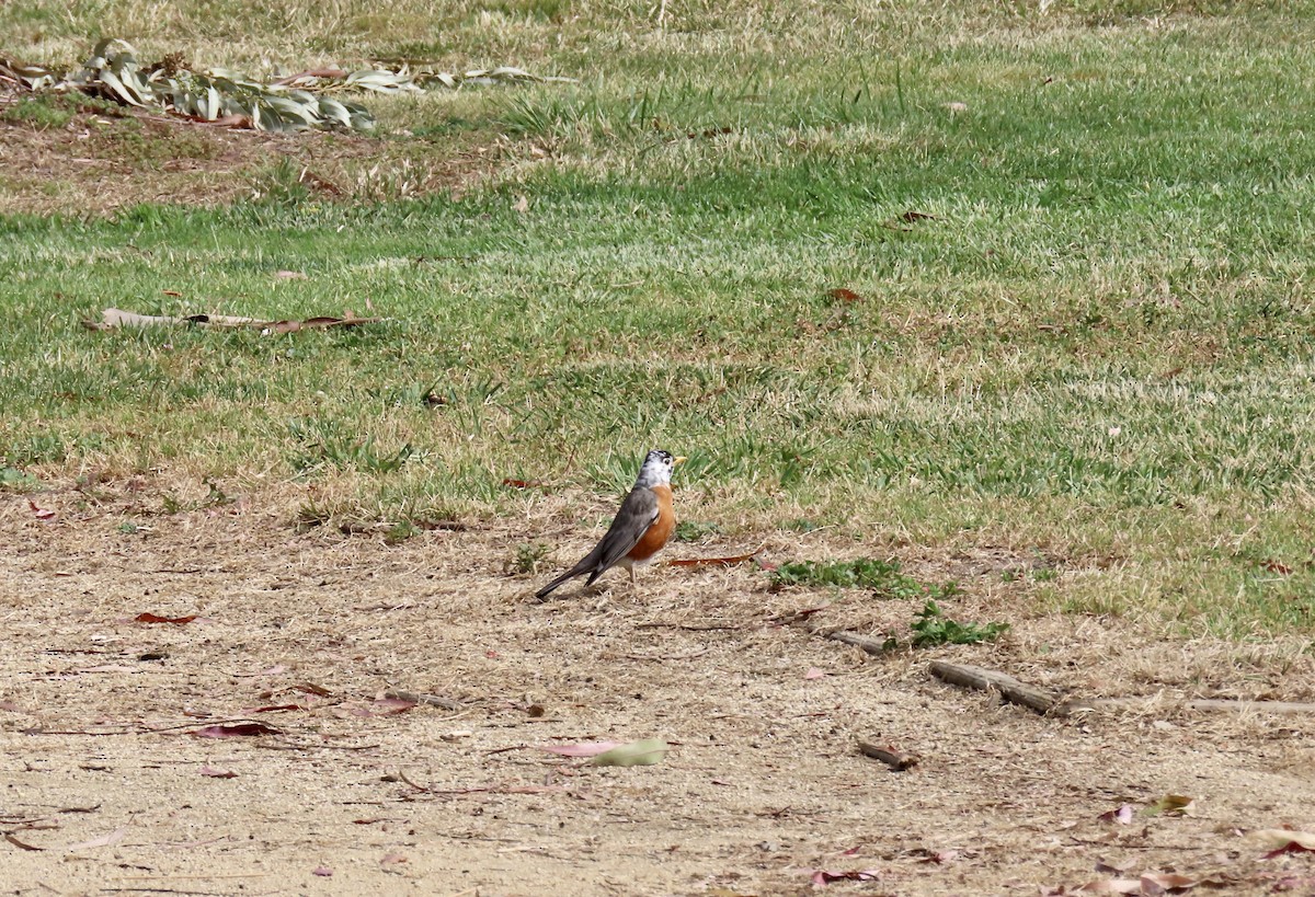 American Robin - Anonymous